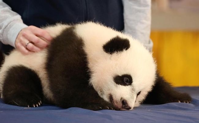 Giant Panda Cub Bei Bei Snoozes During His Media Debut