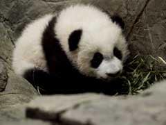 Panda Cub In Washington Is Thriving Ahead Of Public Debut