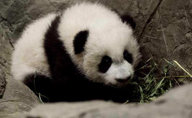 Panda Cub In Washington Is Thriving Ahead Of Public Debut