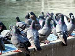 For Pigeons, Leadership Simply Depends on Speed