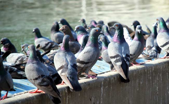 For Pigeons, Leadership Simply Depends on Speed