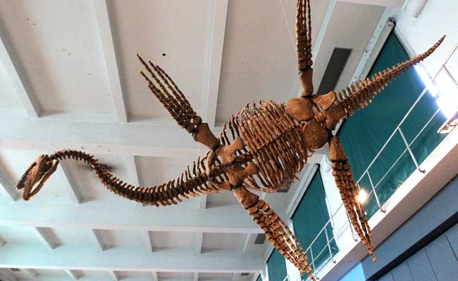Ancient 'Loch Ness Monster' Reptiles Swam Like Penguins