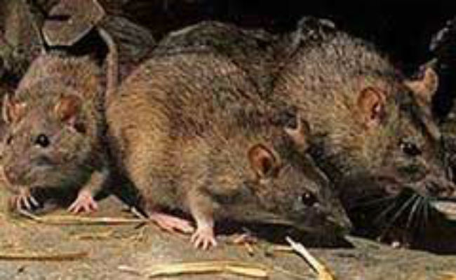 Wired To Cheat: Why These 'Monogamous' Rats Keep Fooling Around