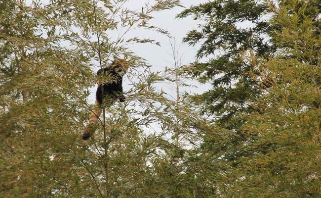 Japan Zoo Recovers Missing Red Panda After Frantic Search