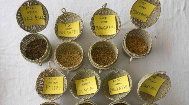 Native Cultures Push For Sustainable Food Solutions