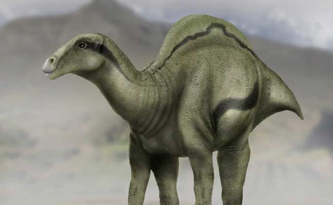 Unusual 'Sail-Backed' Dinosaur Roamed Spain 125 Million Years Ago