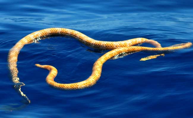Snakes Alive! Missing Species Found Off Australia Coast