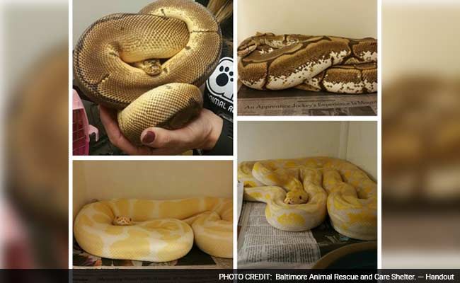 More Than 60 Snakes Rescued From Baltimore Home By Animal Shelter