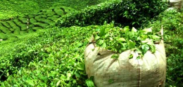 India's Tea Exports to Pakistan Up by 42%