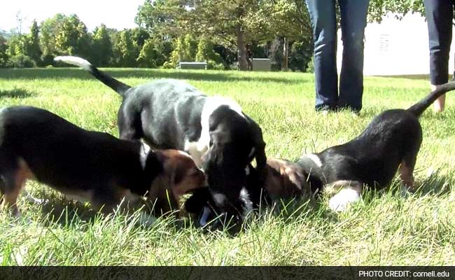 First Ever Test-Tube Dogs Give 'Puppy Love' A New Meaning