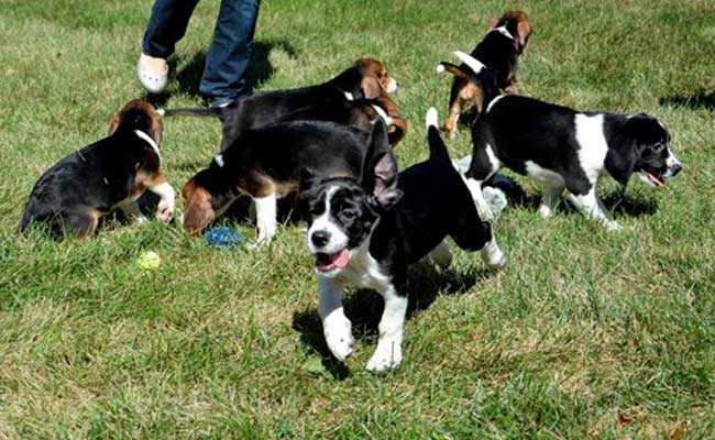 7 Half-Pound Mutts Become First Test-Tube Puppies In World