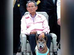 Thai King's Favourite Dog Dies, Days After 'Insult' Arrest