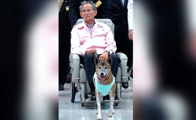 Thai King's Favourite Dog Dies, Days After 'Insult' Arrest