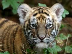 Tiger Cub's Carcass Found In Pench Tiger Reserve Near Seoni, Madhya Pradesh