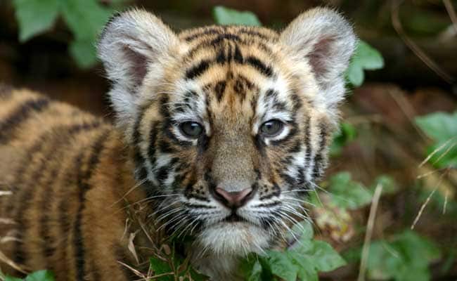 मध्य प्रदेश: बांधवगढ़ टाइगर रिजर्व में नजर आए बाघों के 40 शावक