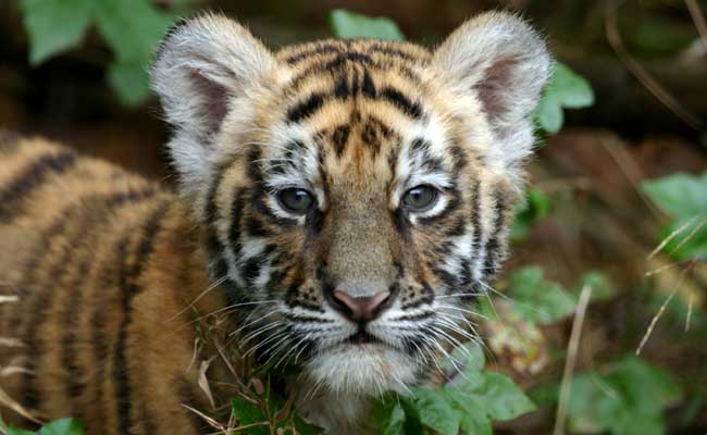 Tiger Cub's Carcass Found In Pench Tiger Reserve Near Seoni, Madhya Pradesh