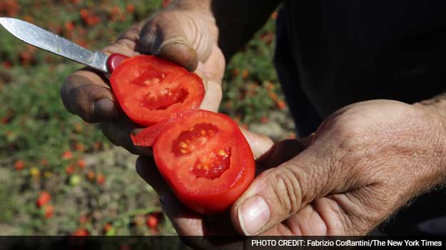 Town Where the Tomato Is King Rallies to Save Its Heinz Plant