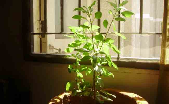 tulsi plant and vastu