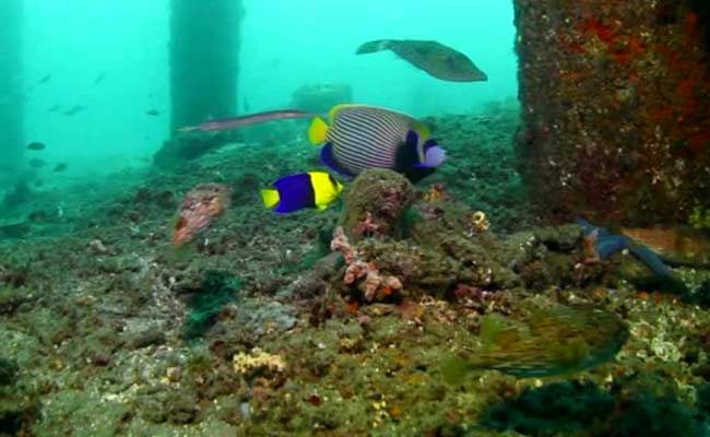 This Beautiful Underwater Forest Provides an Amazing Habitat for Fish
