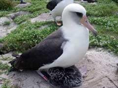 World's Oldest Bird is Ready to Do the Unthinkable - Have Yet Another Baby