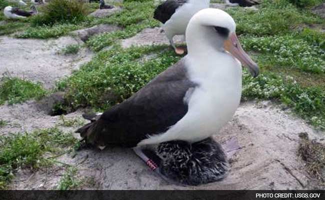 World's Oldest Bird is Ready to Do the Unthinkable - Have Yet Another Baby