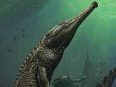 Terrifying Ancient Crocodile Discovered In The Sahara Was The Size Of A Bus
