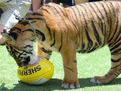 'Hot And Bothered' Tiger Attacked Keeper In The Head