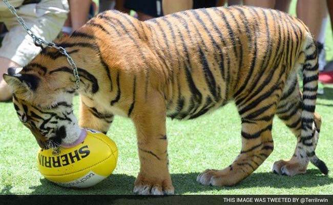 'Hot And Bothered' Tiger Attacked Keeper In The Head