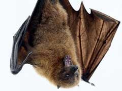 West Africa At Highest Risk Of Bat-To-Human Virus Spread: Study