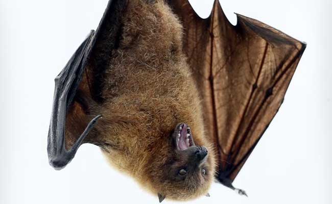 West Africa At Highest Risk Of Bat-To-Human Virus Spread: Study