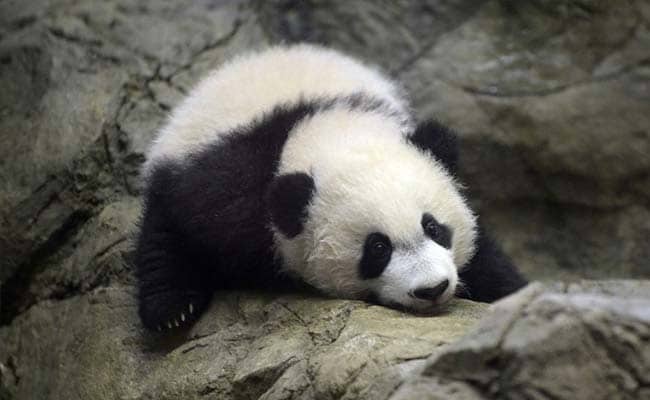 Bei Bei, A Giant Baby Panda Makes Public Debut