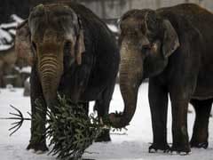 Berlin Elephants Enjoy Late Festive Snack- Christmas Trees