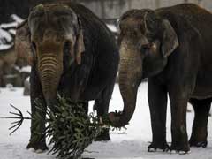 पालतू हाथियों पर अत्याचार को लेकर सुप्रीम कोर्ट सख्त, केरल सरकार से मांगा जवाब