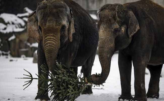 Berlin Elephants Enjoy Late Festive Snack- Christmas Trees