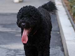 Man Drove A Truck Filled With Weapons To D.C. To Kidnap Obamas' Dog, Secret Service Says