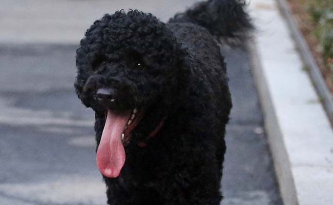 Man Drove A Truck Filled With Weapons To D.C. To Kidnap Obamas' Dog, Secret Service Says