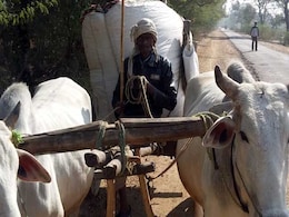 देश में भूसा संकट गहराने की बात सरकार ने मानी, बढ़ सकती है दूध की कीमत देश में भूसा संकट गहराने की बात सरकार ने मानी, बढ़ सकती है दूध की कीमत