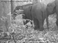 Rare Cambodian Elephant Footage Raises Survival Hopes
