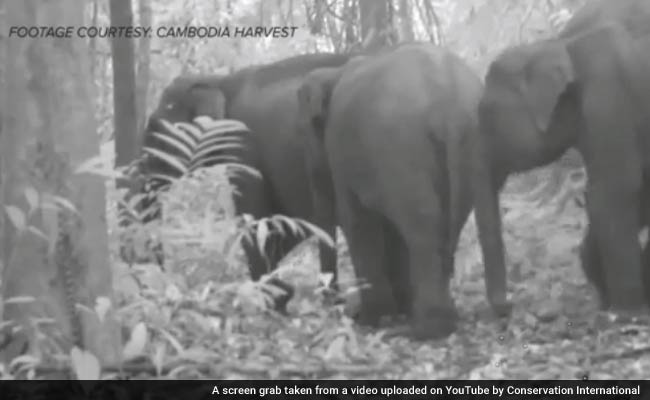 Rare Cambodian Elephant Footage Raises Survival Hopes