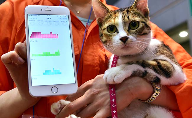 The Truth About Cats And Dogs: Japan Firm Has An App For That
