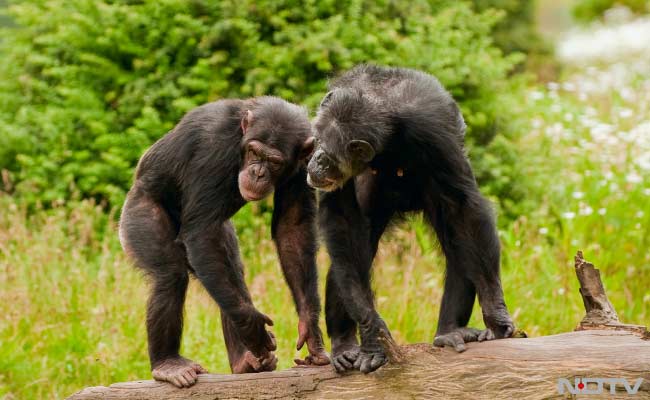 Chummy Chimps Harbour Richer Gut Bacteria