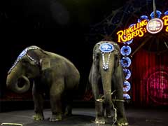 Youngest Elephant At Famed US Circus Dies