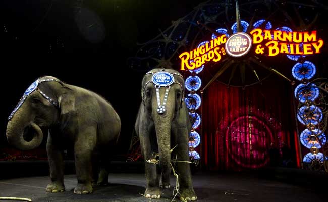 Youngest Elephant At Famed US Circus Dies