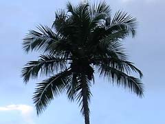 गोवा : वेंडेल रोड्रिक्स ने नारियल के पेड़ विवाद के संबंध में राज्यपाल से मुलाकात की