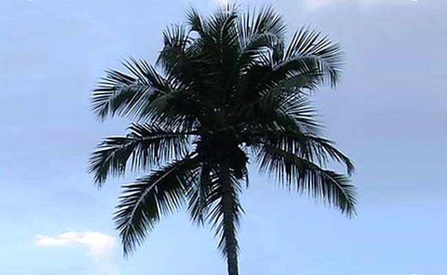 गोवा के आकर्षण के केंद्र नारियल के वृक्ष को लेकर विवाद गहराया