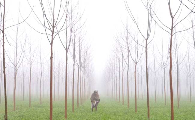 Cold Wave Sweeps North India, 1 Reported Dead In Rajasthan