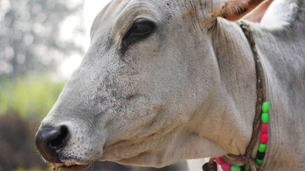 अजीबोगरीब : उत्तर प्रदेश में एक गाय ने दिया दो मुंह वाले बछड़े को जन्म