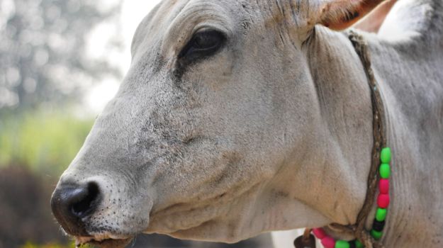 Demanding Cow Be Named 'Rashtra Mata', 8 Drink Pesticide In Gujarat