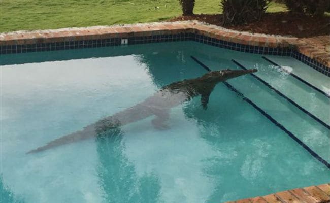 Err Please Help, There's A Crocodile In My Swimming Pool