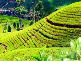 Eating in Darjeeling: The Hotspot of Tibetan, Nepalese and British Food Eating in Darjeeling: The Hotspot of Tibetan, Nepalese and British Food